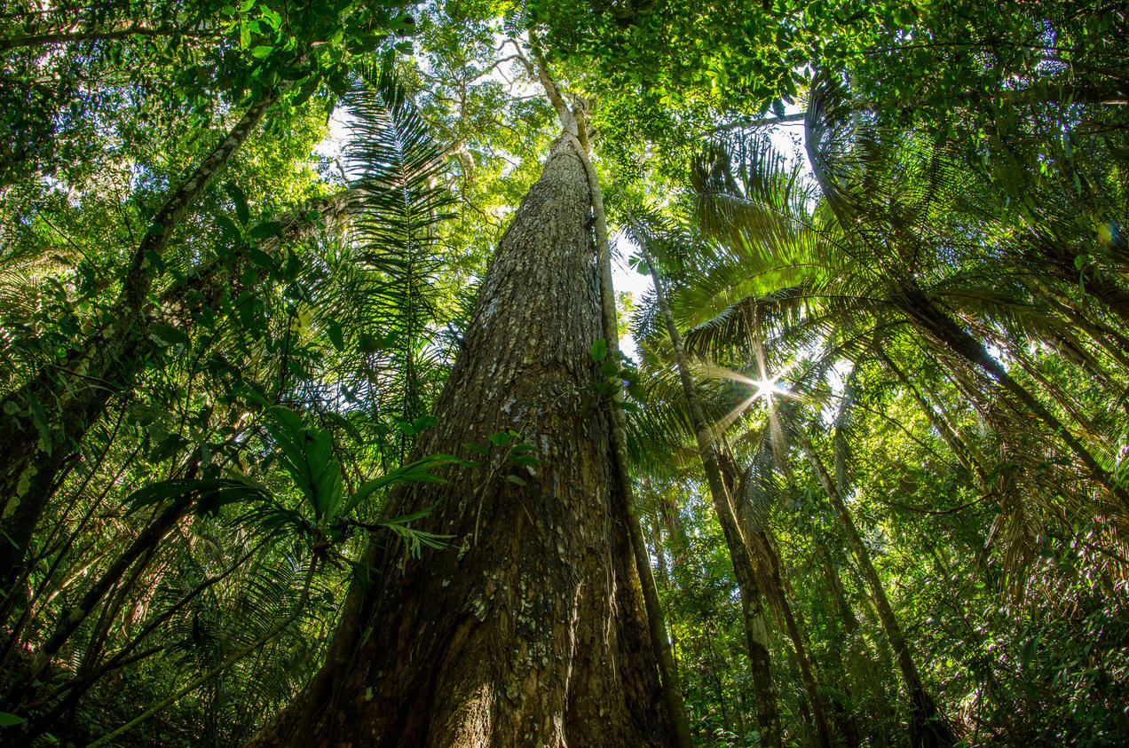 peru forestry